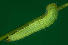 L. maera